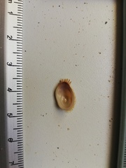 Pilosabia trigona