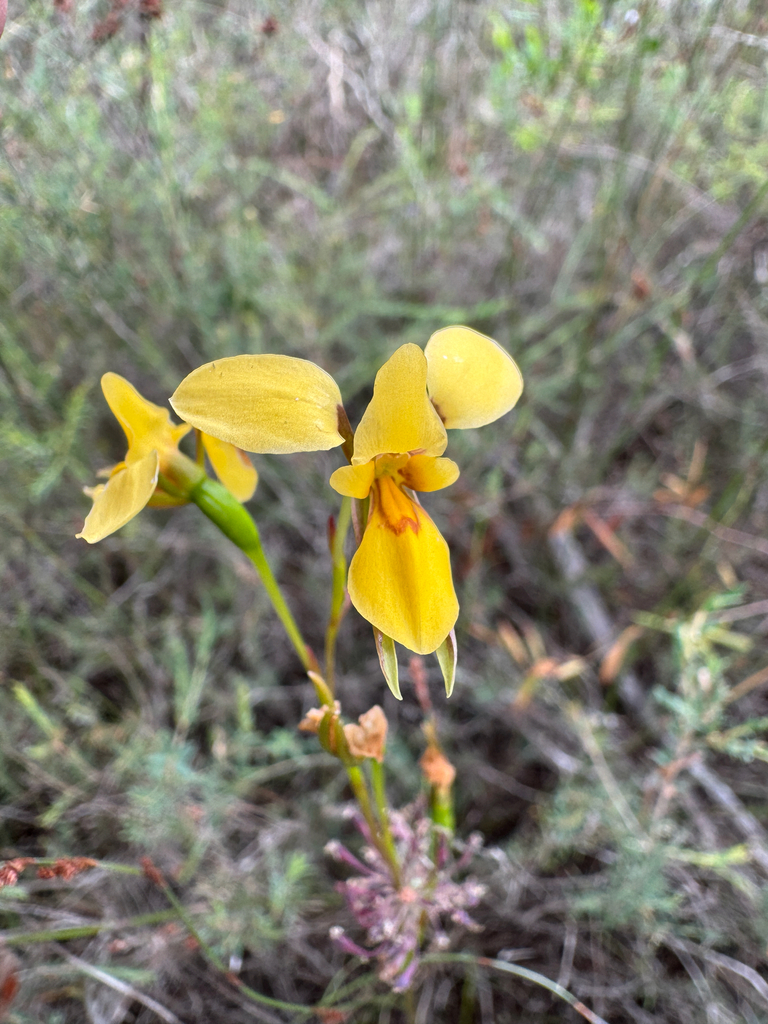 Diuris drummondii