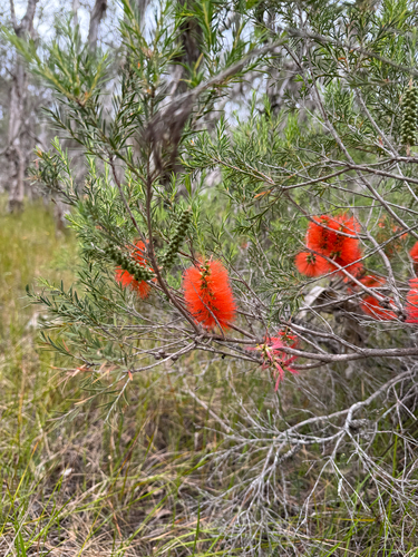 Melaleuca lateritia, photograph 3