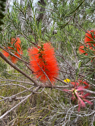 Robin Redbreast Bush (Melaleuca lateritia)