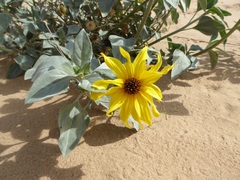 Helianthus niveus tephrodes