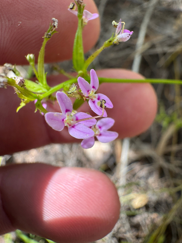 Pale Beaked Triggerplant (Stylidium fasciculatum)