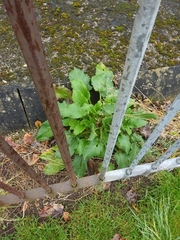 Pentaglottis sempervirens