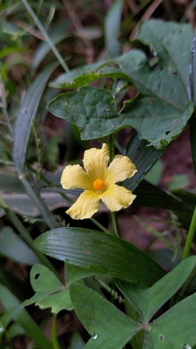 Momordica charantia charantia