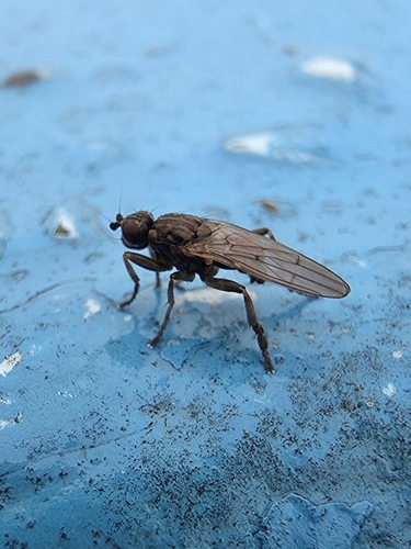 Copromyza equina observed 2025-12-29