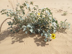 Helianthus niveus tephrodes
