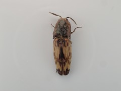 Pherhimius fascicularis