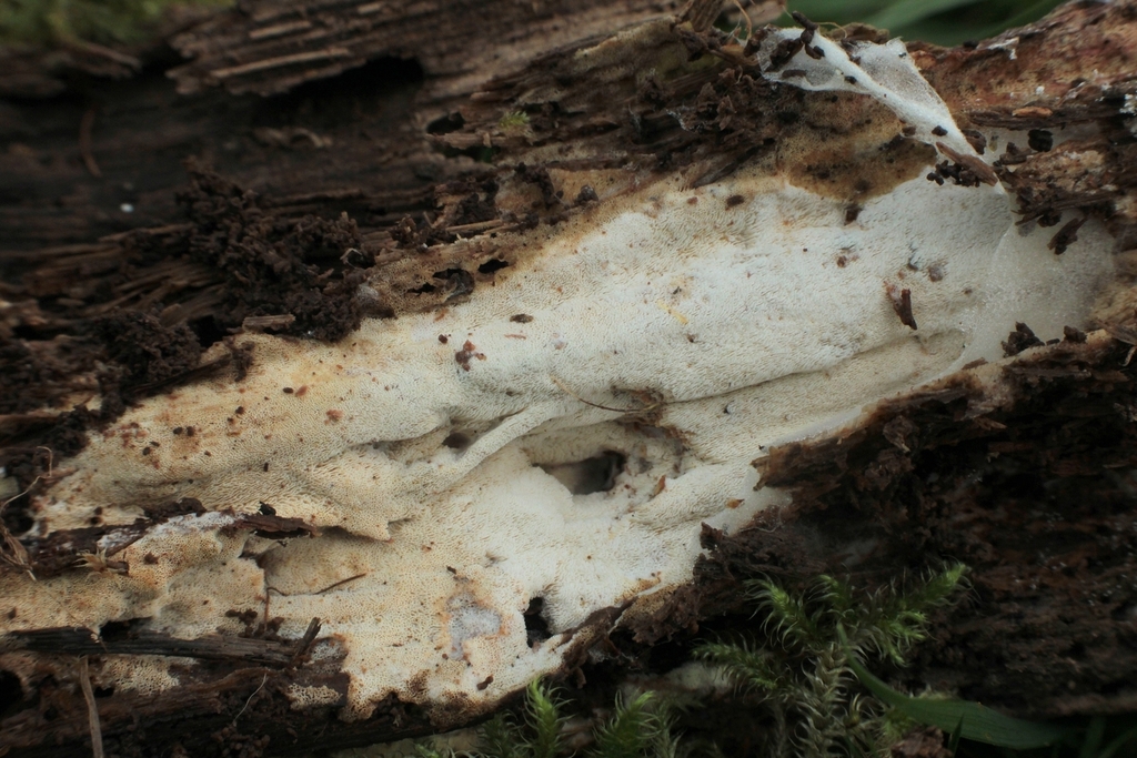 Allanoid Sidera vulgaris from Cumberland, Velká Británie on July 28, 2025 at 12: ...