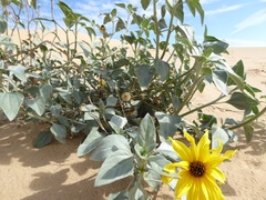 Helianthus niveus tephrodes