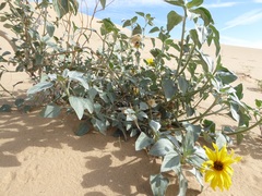 Helianthus niveus tephrodes