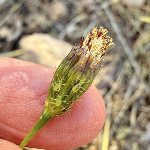 Adenophyllum porophyllum, photograph 2