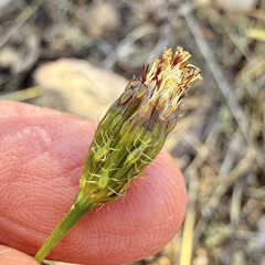 (c) Sue Carnahan, some rights reserved (CC BY) Adenophyllum porophyllum, photograph (c) Sue Carnahan, some rights reserved (CC BY)