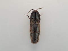 Pherhimius fascicularis