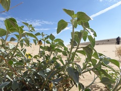 Helianthus niveus tephrodes