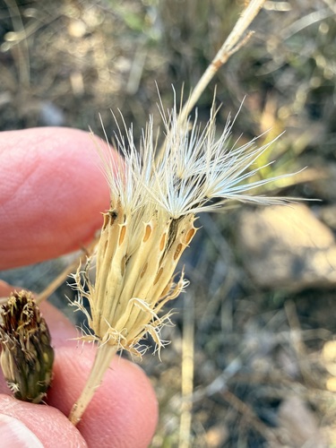 Adenophyllum porophyllum, photograph 3