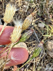 (c) Sue Carnahan, some rights reserved (CC BY) Adenophyllum porophyllum, photograph (c) Sue Carnahan, some rights reserved (CC BY)