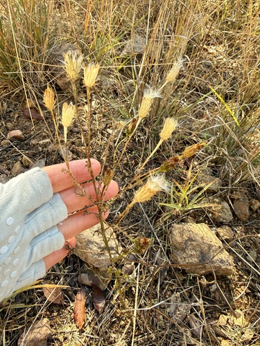 Adenophyllum porophyllum, photograph 5