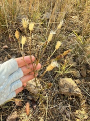 (c) Sue Carnahan, some rights reserved (CC BY) Adenophyllum porophyllum, photograph (c) Sue Carnahan, some rights reserved (CC BY)