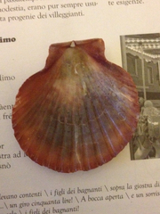 Aequipecten opercularis