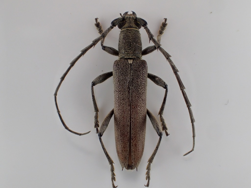 Aneflus pubescens