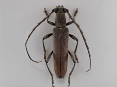 Aneflus pubescens
