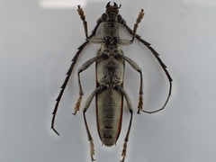 Aneflus pubescens