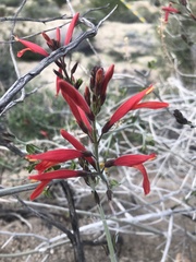 Justicia californica