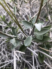 Justicia californica