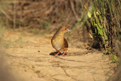Ocellated Crake (Rufirallus schomburgkii), photo 3