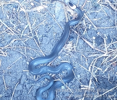 Cacophis harriettae