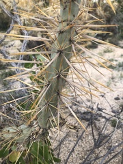 Cylindropuntia molesta molesta