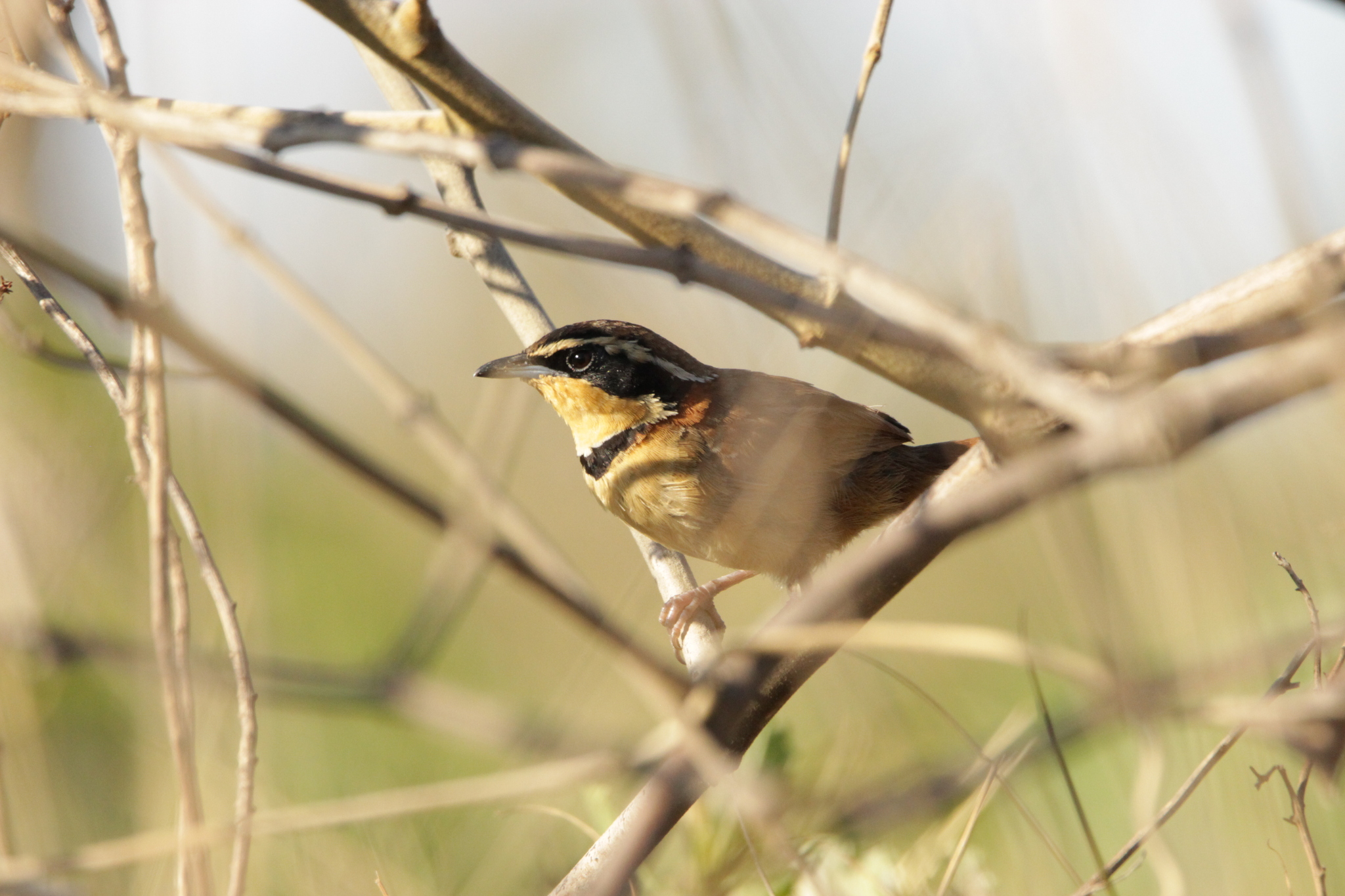 Collared Crescentchest (Melanopareia torquata), photo 9