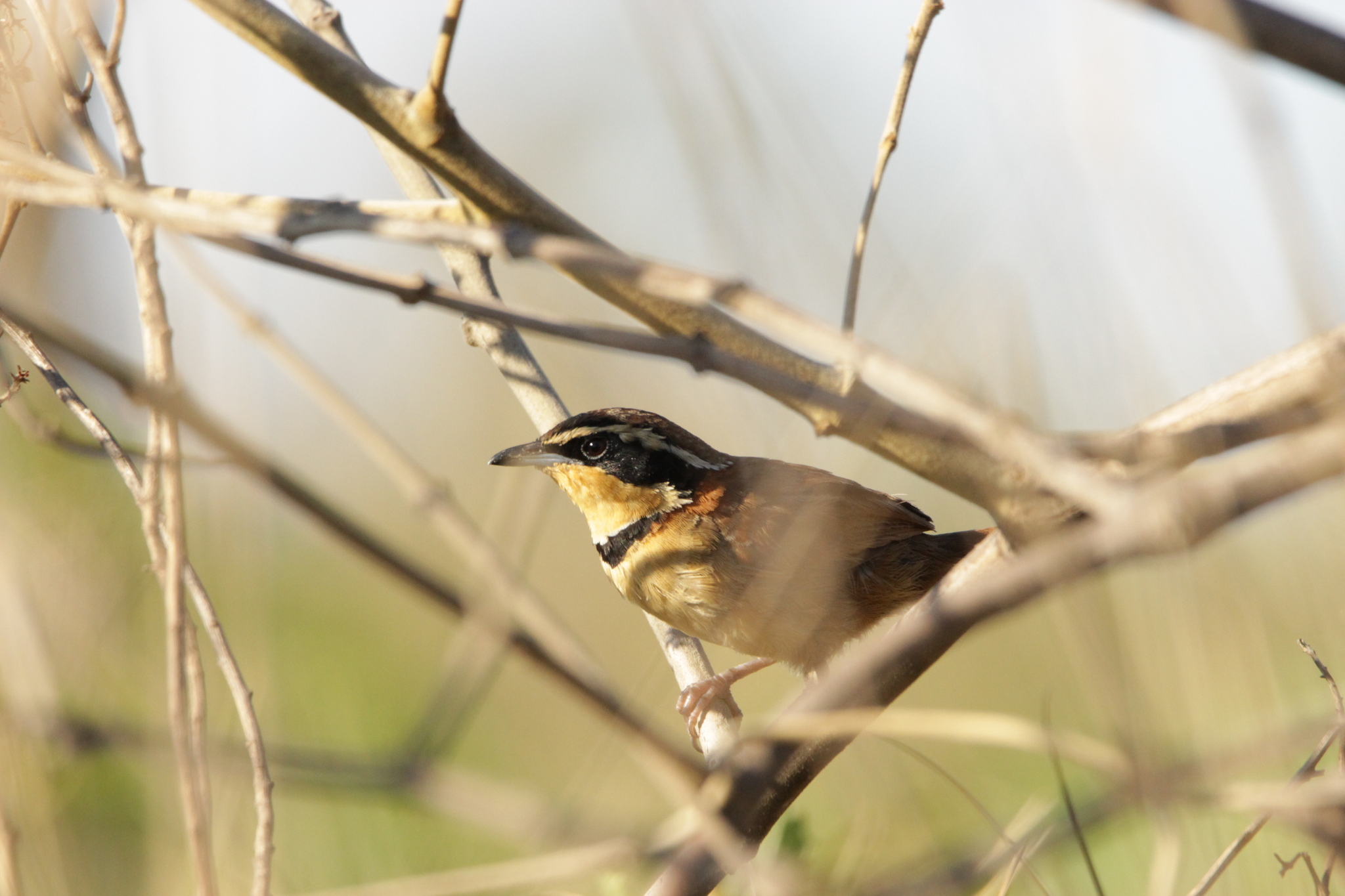 Collared Crescentchest (Melanopareia torquata), photo 10