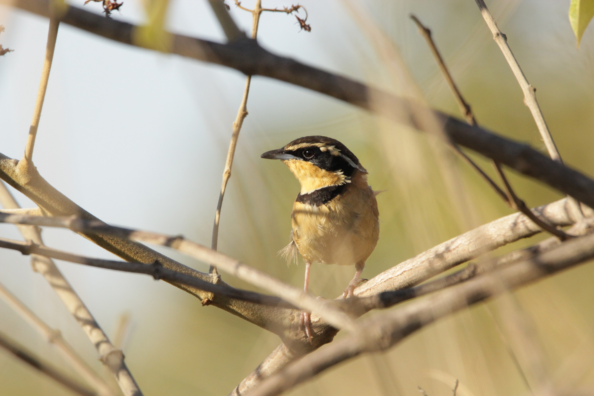 Collared Crescentchest (Melanopareia torquata), photo 6