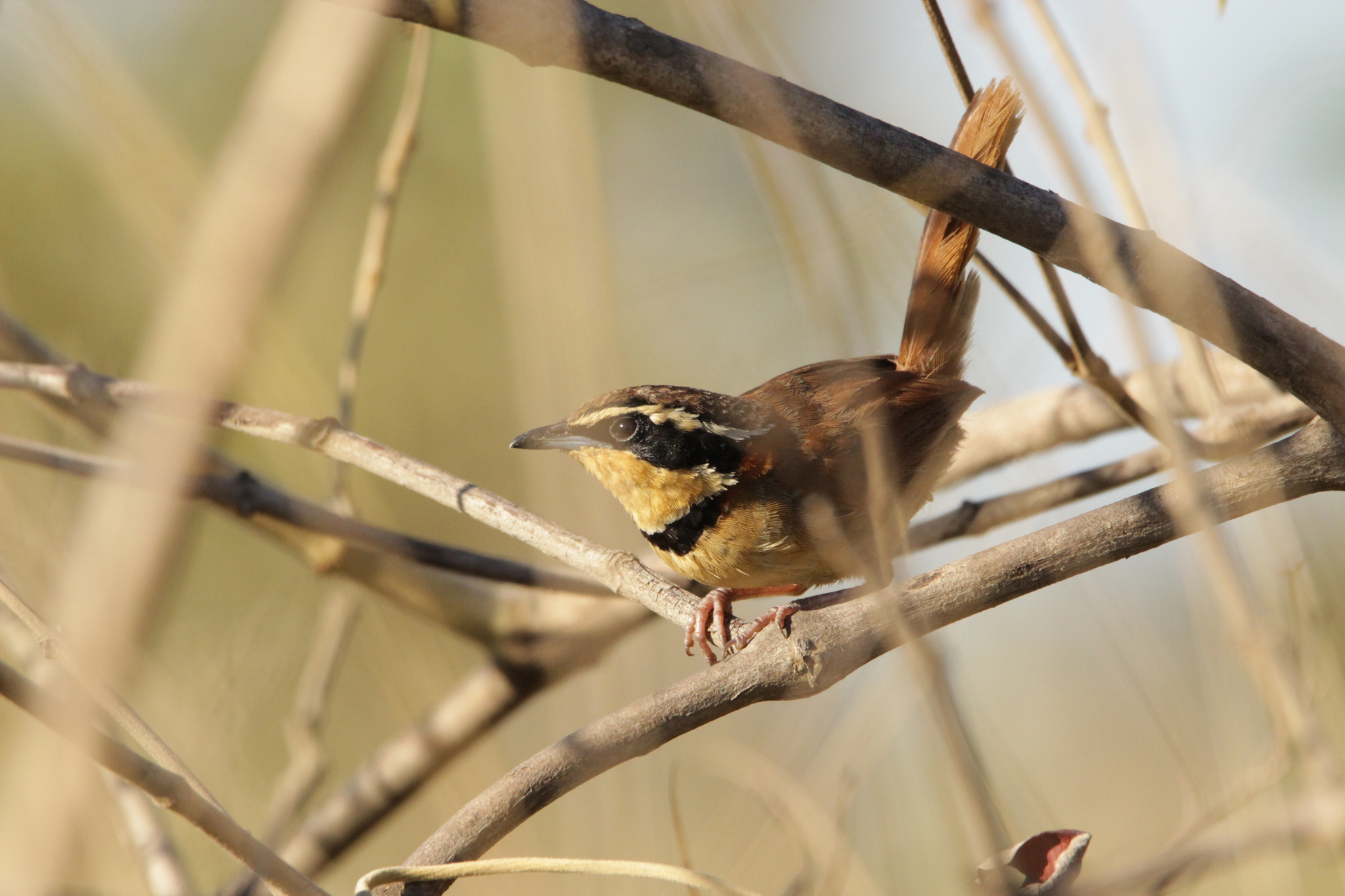 Collared Crescentchest (Melanopareia torquata), photo 8