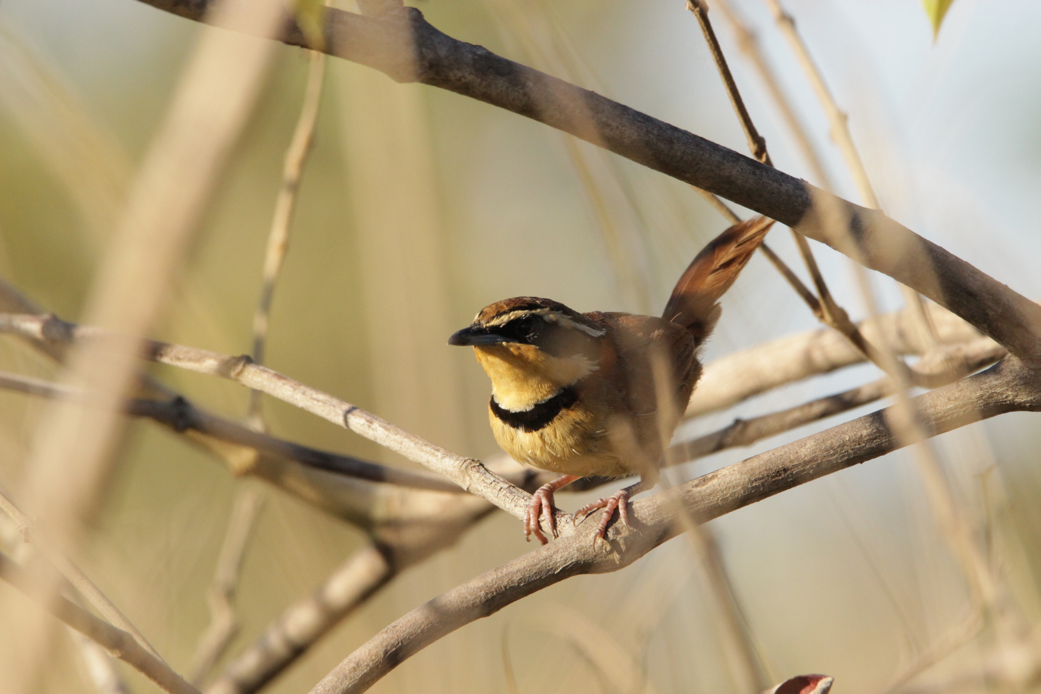 Collared Crescentchest (Melanopareia torquata), photo 7