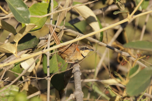 Collared Crescentchest (Melanopareia torquata)