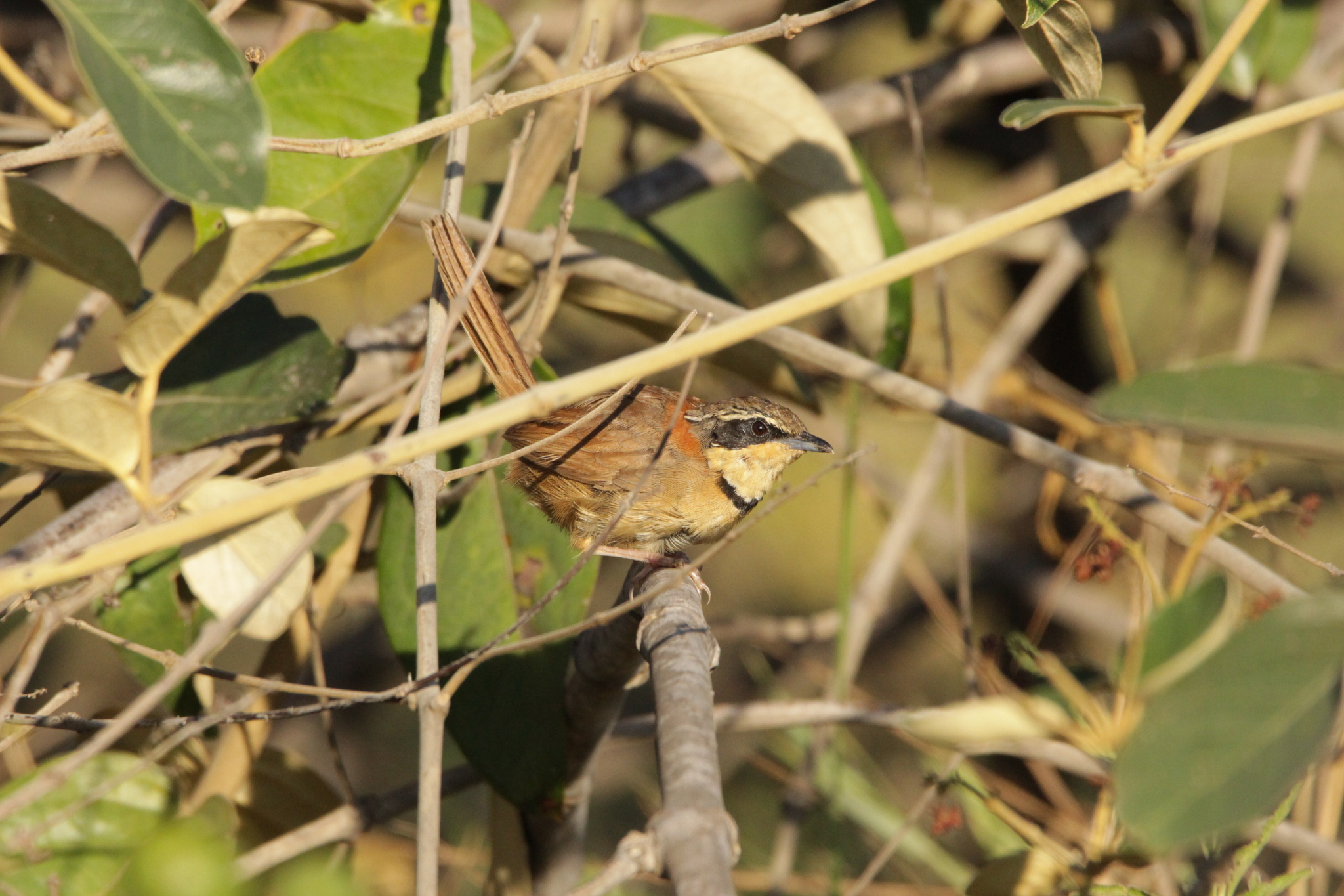 Collared Crescentchest (Melanopareia torquata), photo 1