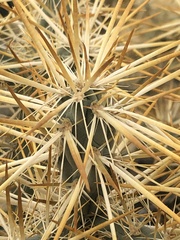 Cylindropuntia molesta molesta