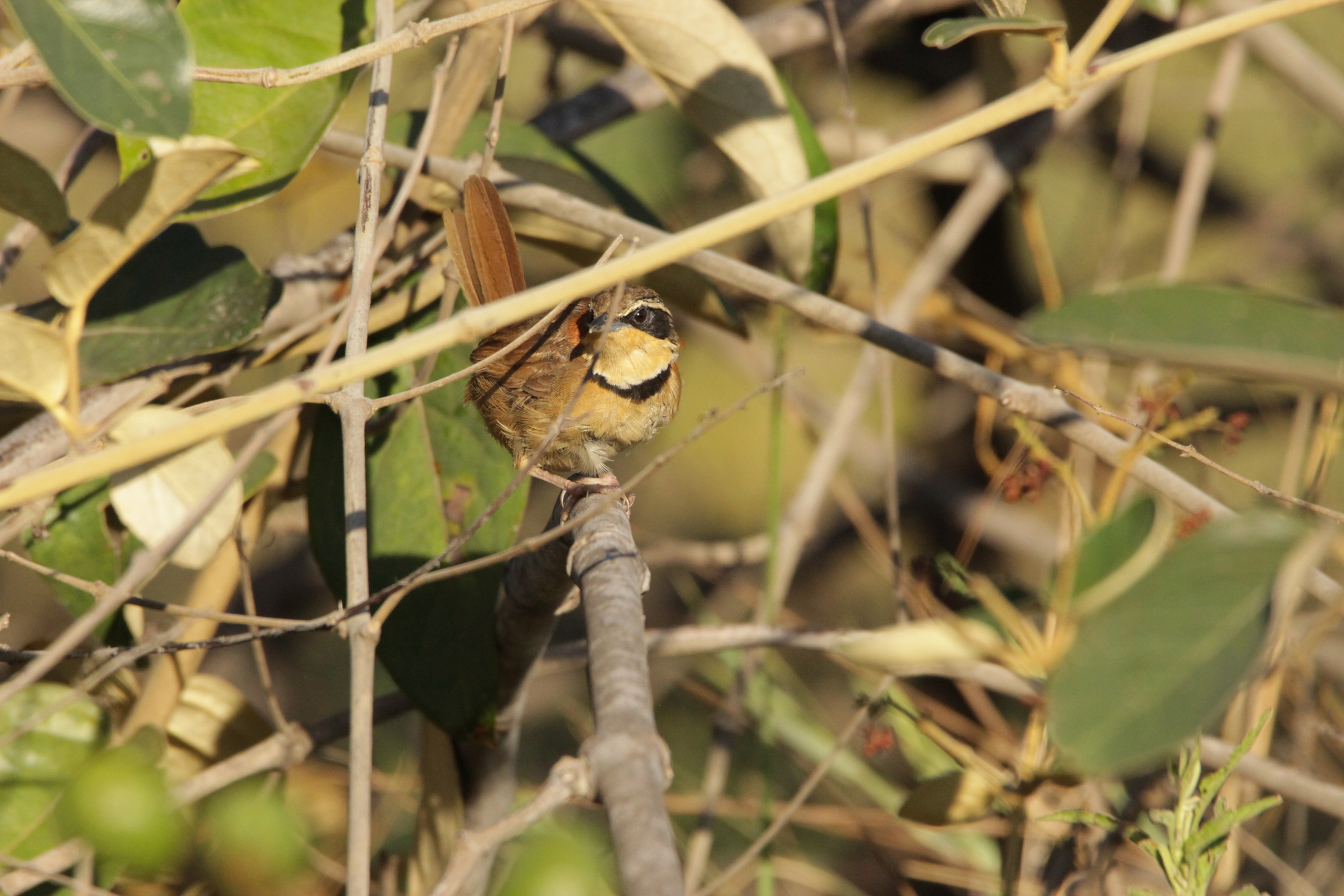 Collared Crescentchest (Melanopareia torquata), photo 3