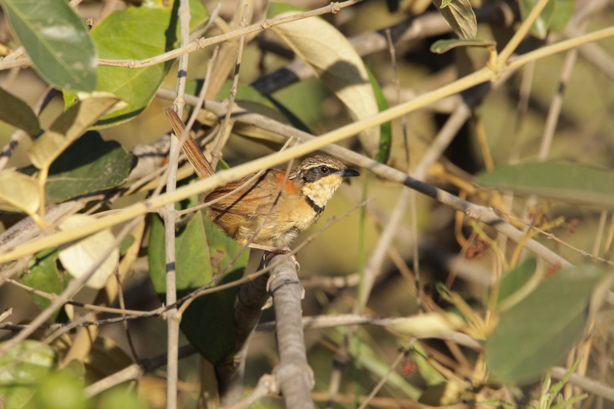 Collared Crescentchest (Melanopareia torquata), photo 2
