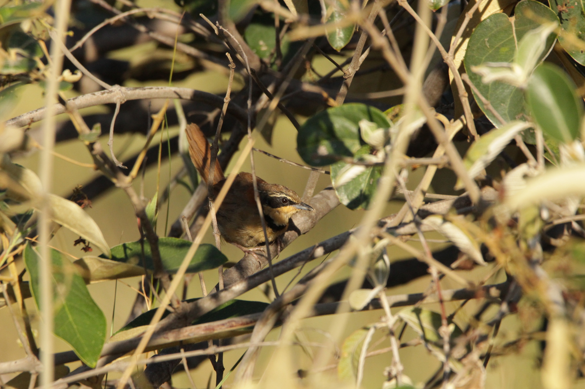 Collared Crescentchest (Melanopareia torquata), photo 5