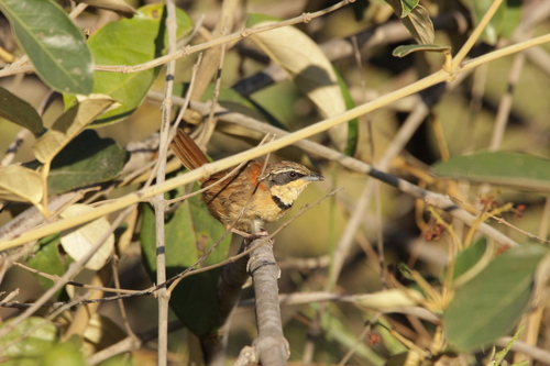 Collared Crescentchest (Melanopareia torquata), photo 6