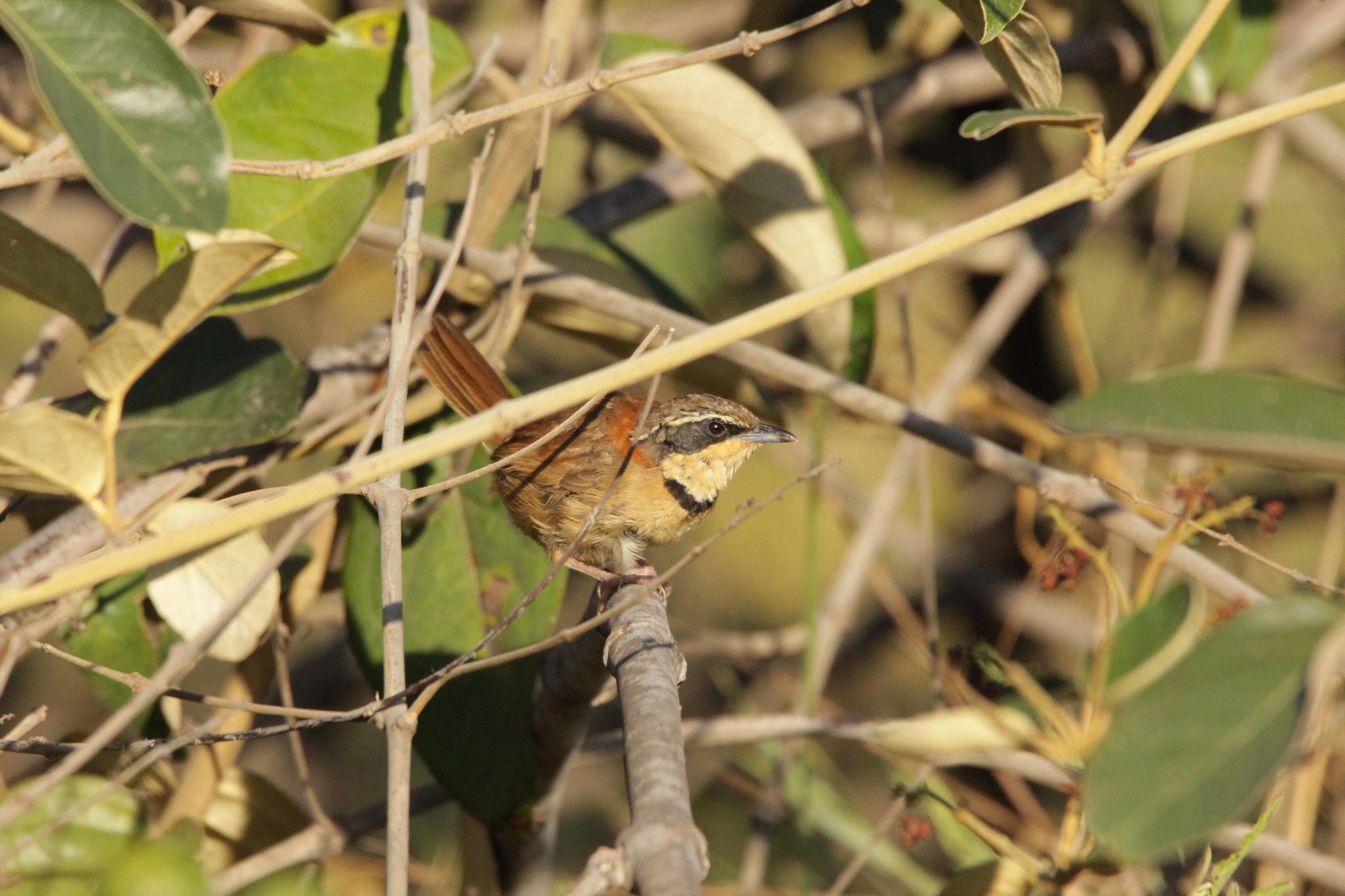 Collared Crescentchest (Melanopareia torquata), photo 4