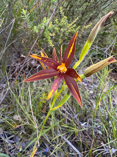 Jackson's Sun Orchid (Thelymitra jacksonii)