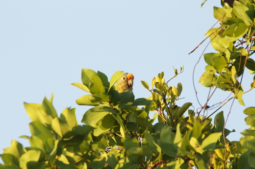 Peach-fronted Parakeet