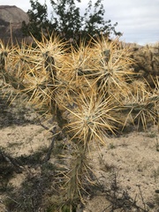 Cylindropuntia molesta molesta