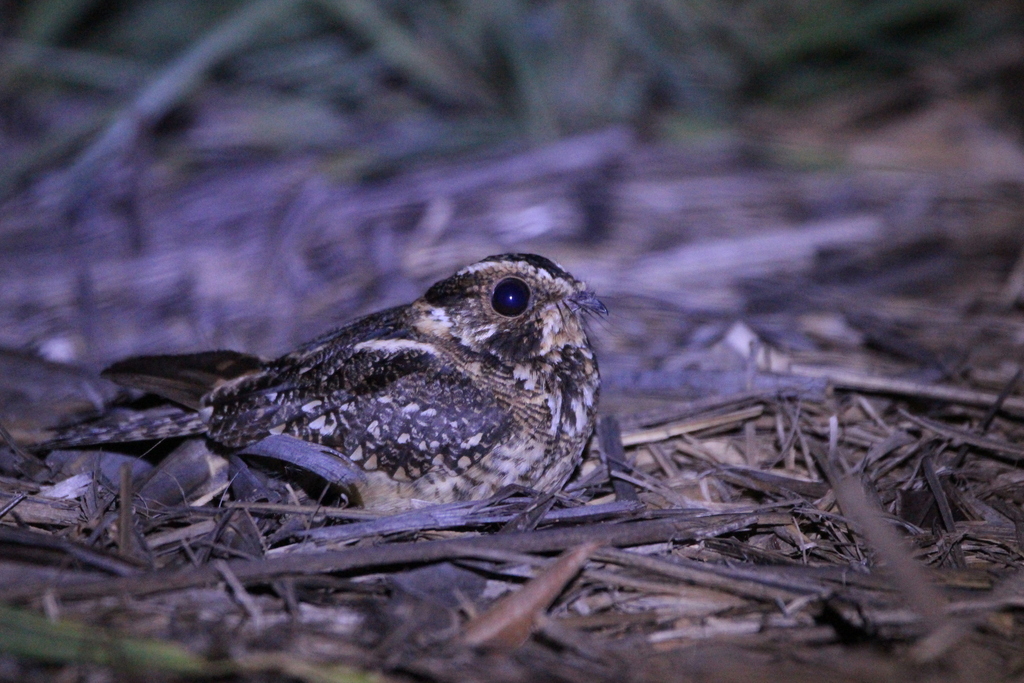 Spot-tailed Nightjar