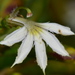 Scaevola montana - Photo (c) Joey Santore, some rights reserved (CC BY-NC), uploaded by Joey Santore