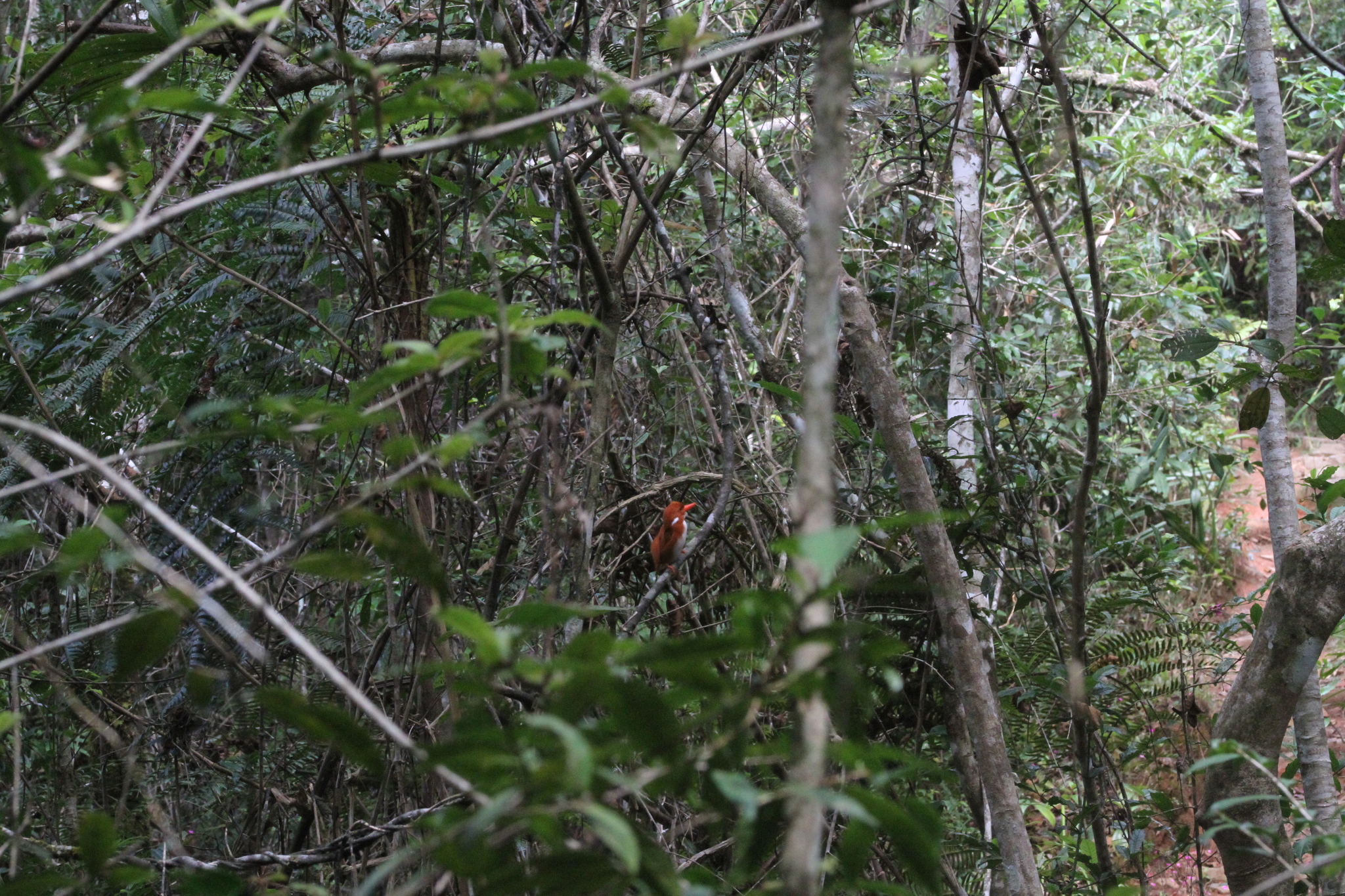 Madagascar Pygmy Kingfisher (Corythornis madagascariensis), photo 8